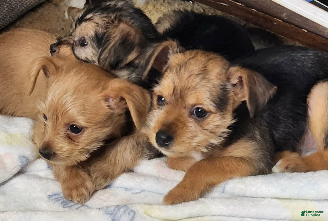 Chorkie dogs for sale: Bell - Ad 12