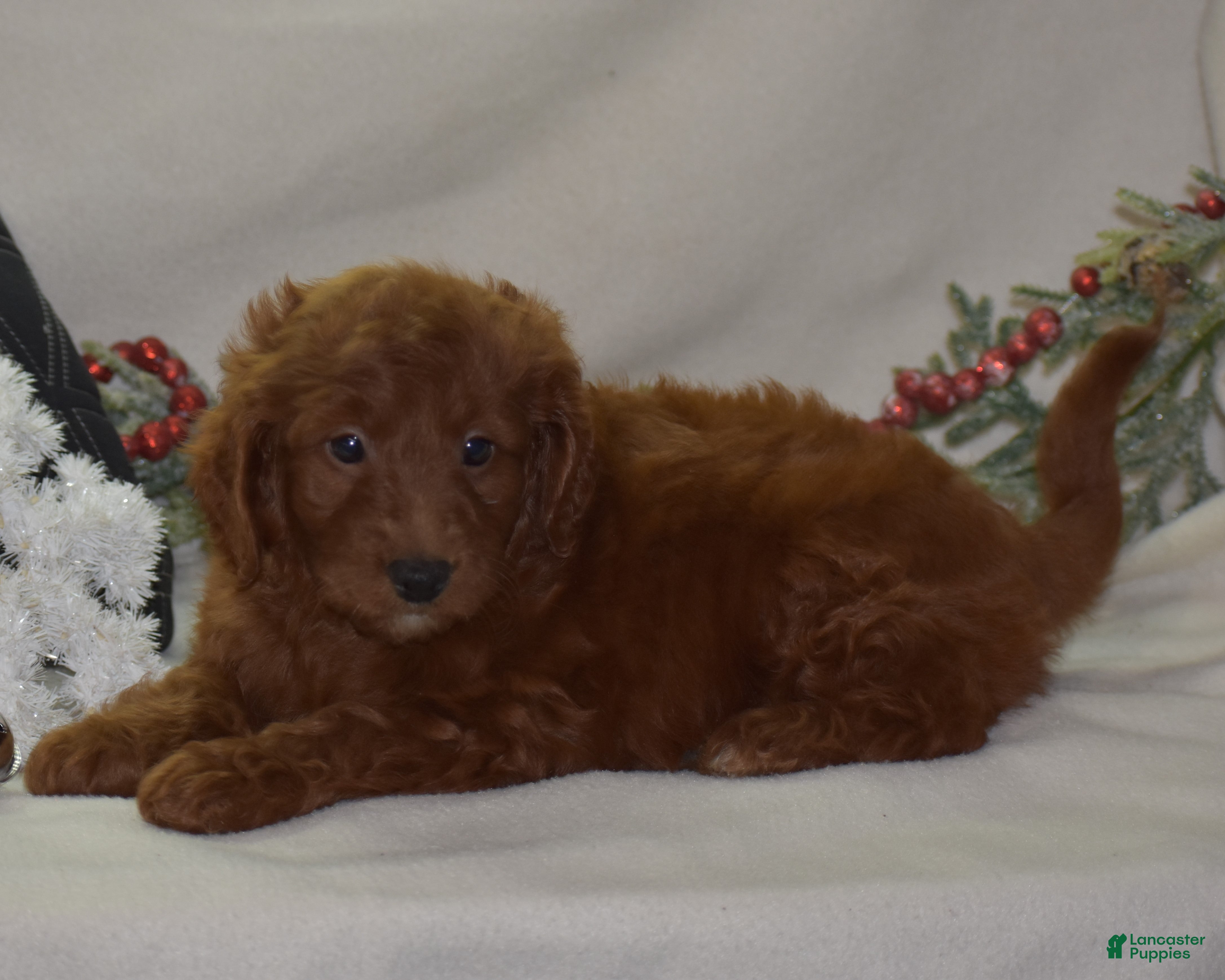 Mini Goldendoodle dogs Glory - Ad 3