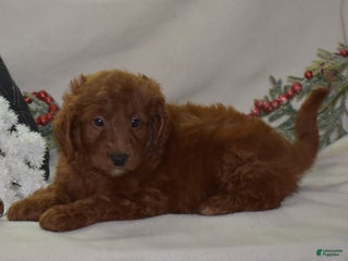 Mini Goldendoodle dogs Glory - Ad 3
