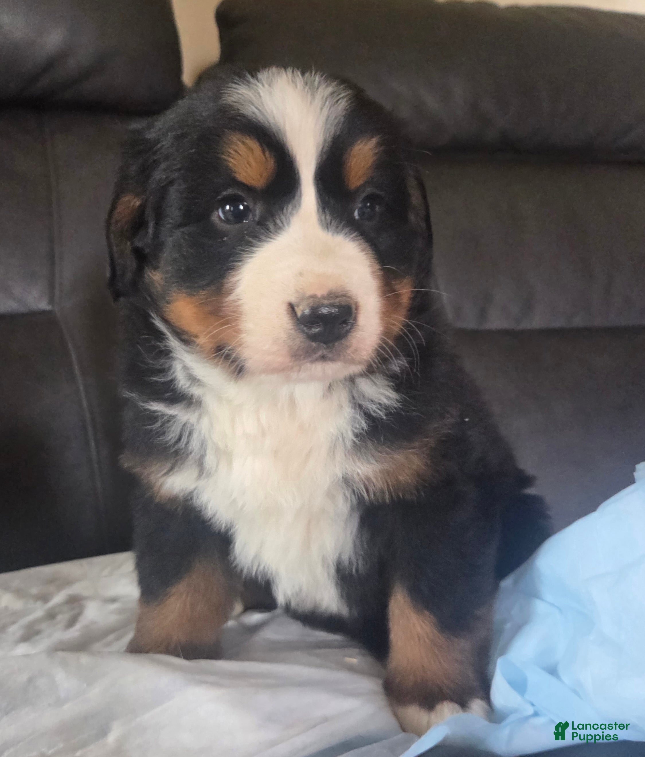 Bernese Mountain Dog dogs Bernese Mountain Dog Puppy 2 - Ad 30