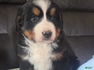 Bernese Mountain Dog dogs Bernese Mountain Dog Puppy 2 - Ad 42