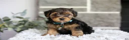 Yorkiepoo dogs for sale: Bentley - Ad 9