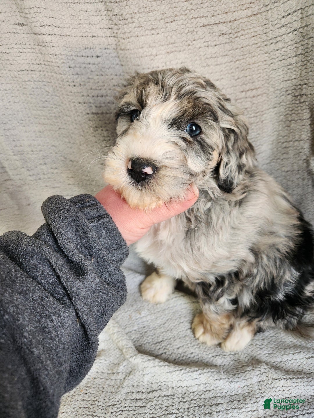 Bernedoodle dogs for sale: Lana - Ad 3