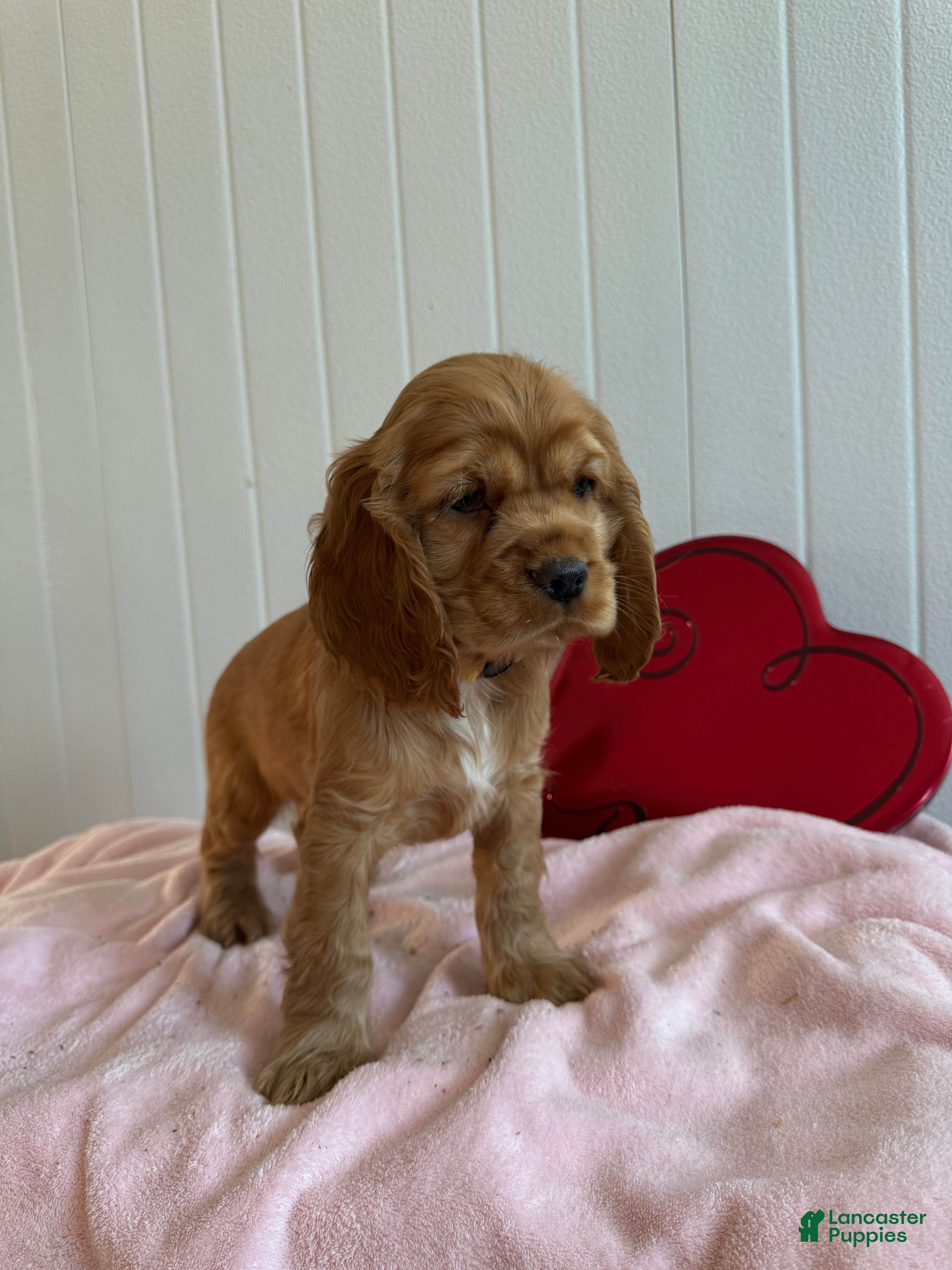 Cocker Spaniel dogs Archie - Ad 2