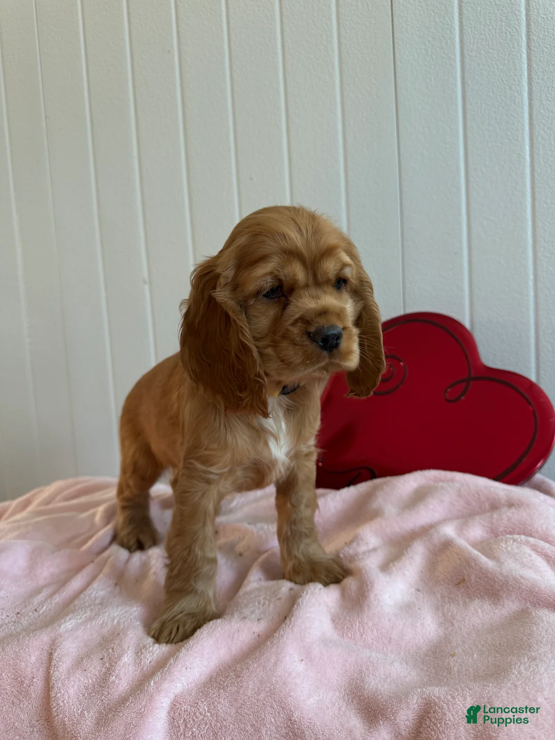 Cocker Spaniel dogs for sale: Archie - Ad 2