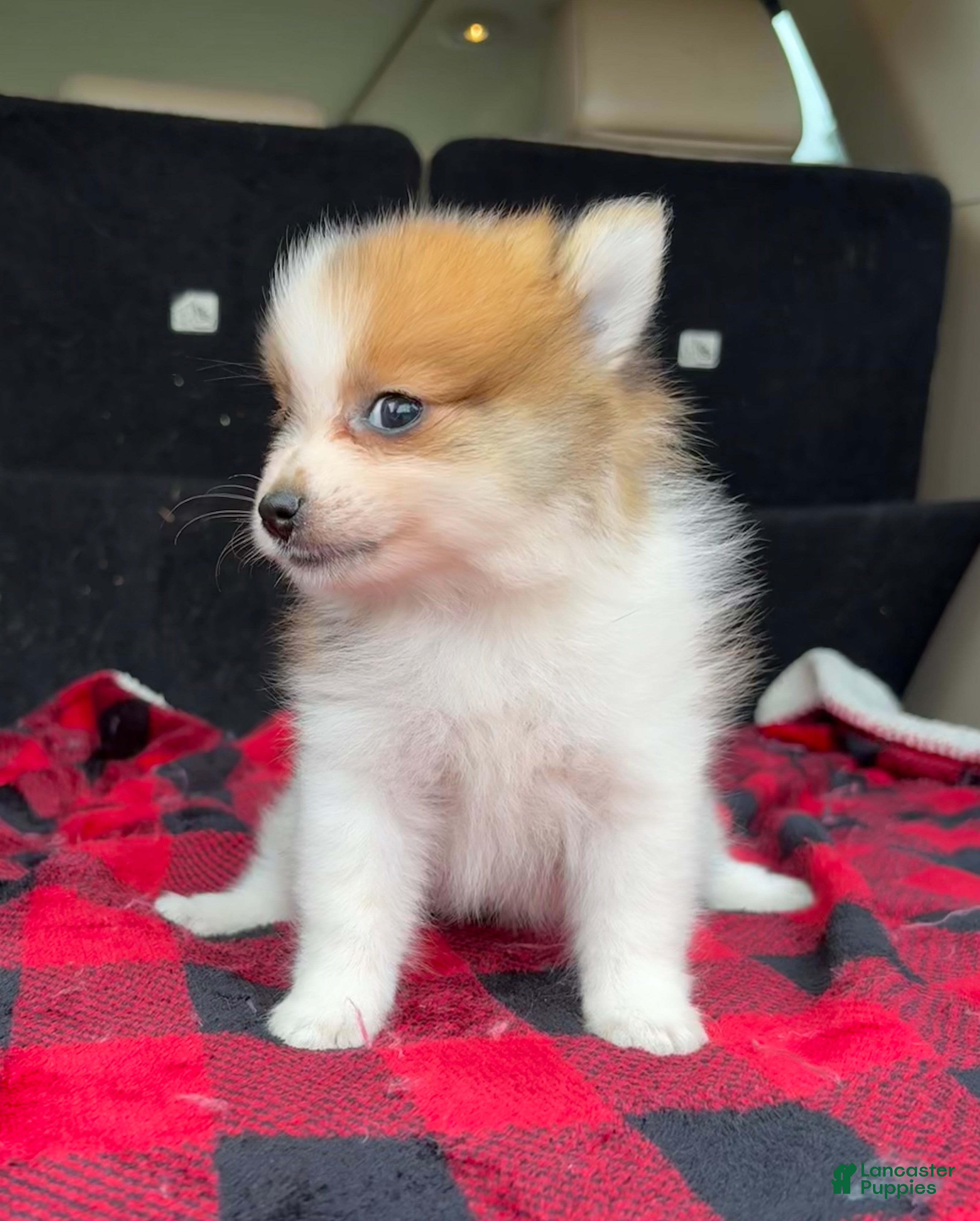 Pomeranian dogs Mikey - Ad 2