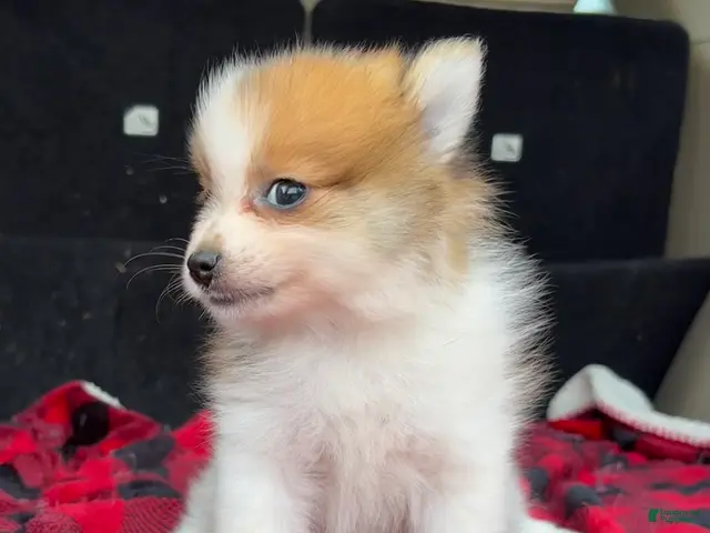 Pomeranian dogs for sale: Mikey - Ad 2
