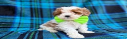 Cavapoo dogs for sale: Bentley  - Ad 3