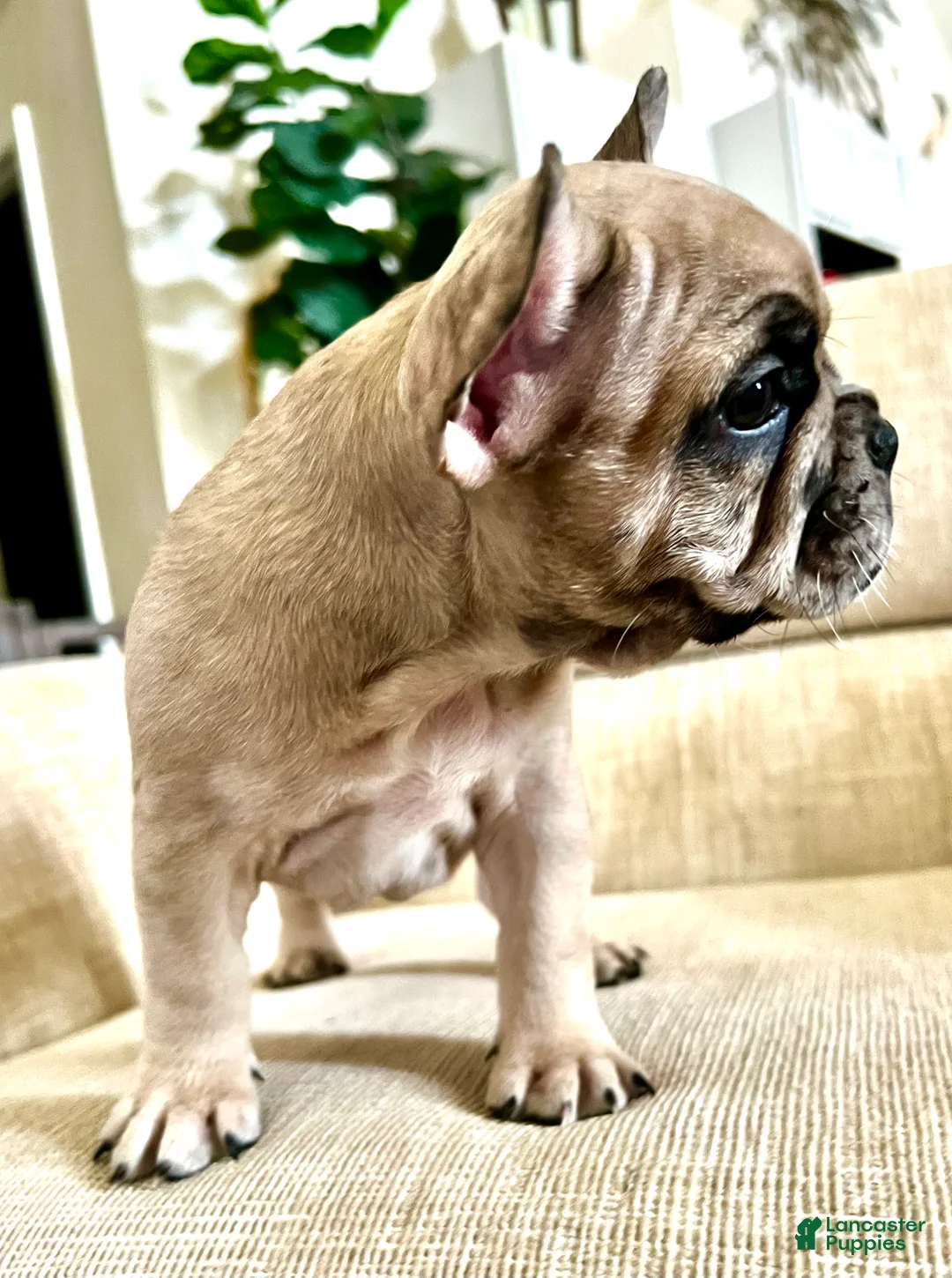 French Bulldog dogs for sale: Grace - Ad 6