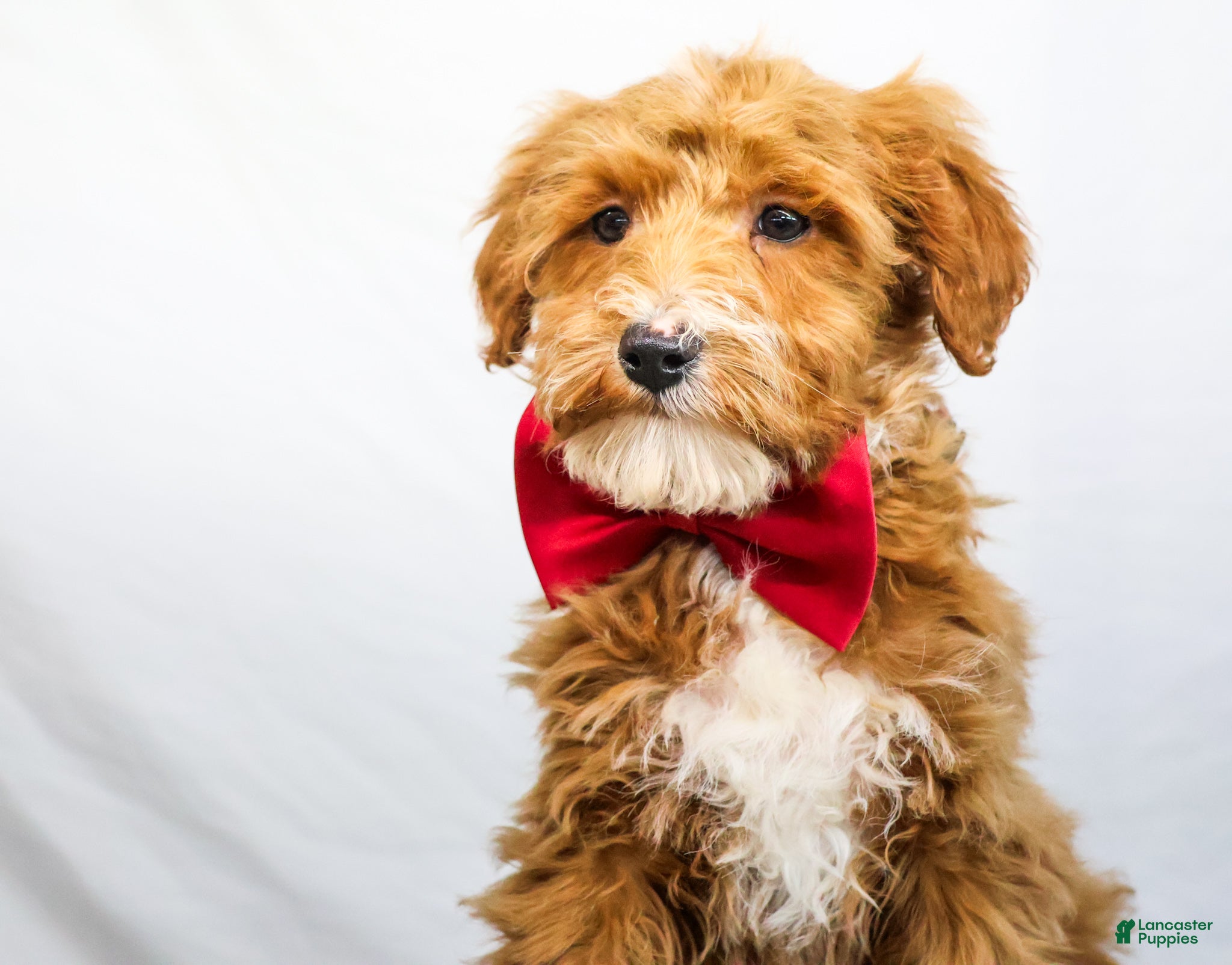 Goldendoodle dogs BOSS - Ad 23