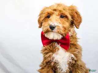Goldendoodle dogs BOSS - Ad 23
