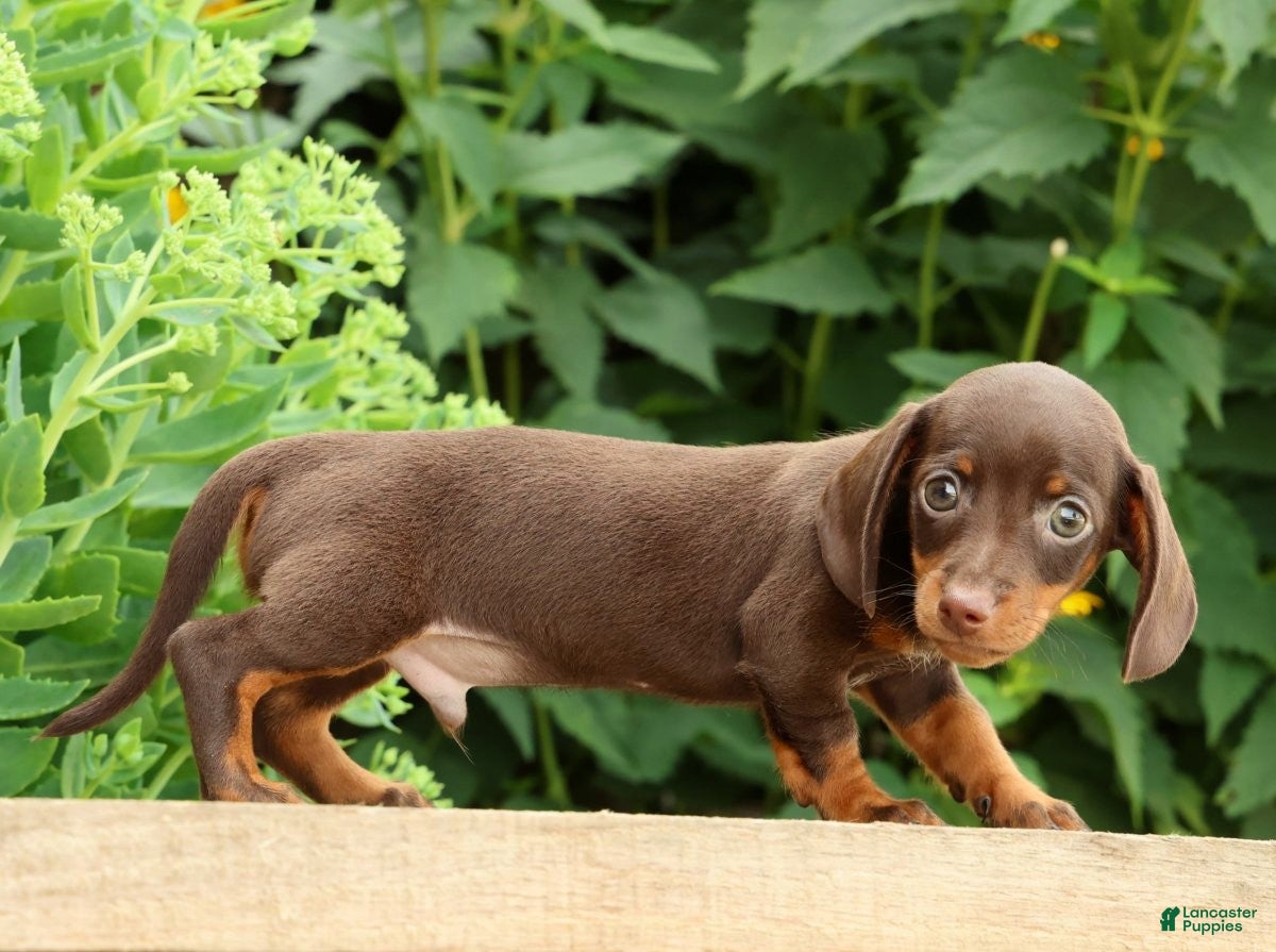 Miniature Dachshund dogs Jace - Ad 2