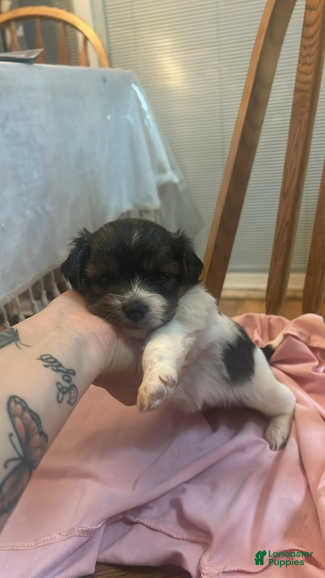 Shihpoo dogs for sale: Shihpoo Puppy 3 - Ad 3