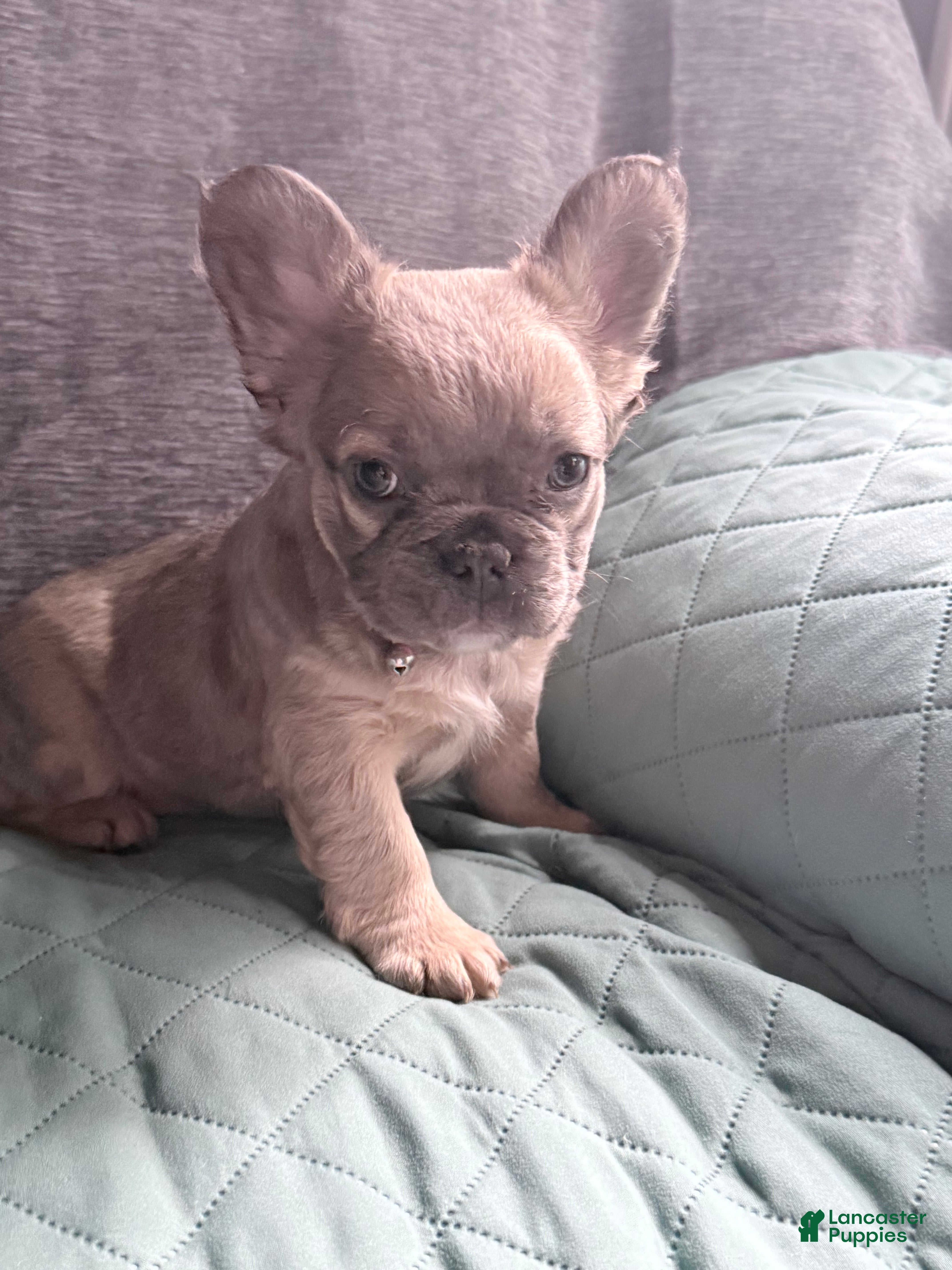 French Bulldog dogs Sara Lee - Ad 2