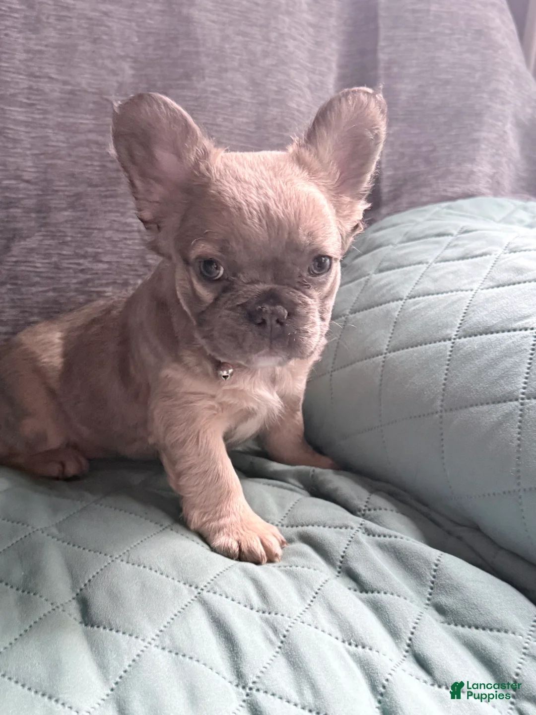 French Bulldog dogs for sale: Sara Lee - Ad 2