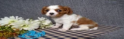 Cavalier King Charles Spaniel dogs for sale: Champ - Ad 5