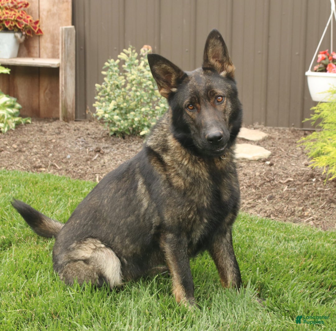 German Shepherd dogs for sale: Dozer - Ad 4