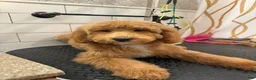 Mini Goldendoodle dogs for sale: Tanner - Ad 4