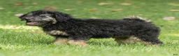 Miniature Poodle dogs for sale: Misty Miniature Poodle  - Ad 4