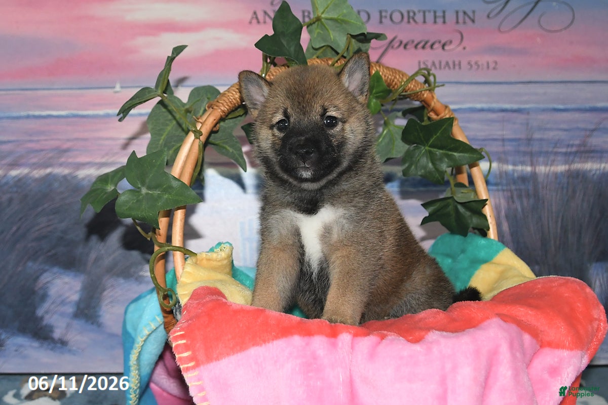 Shiba Inu dogs Charity - Ad 2