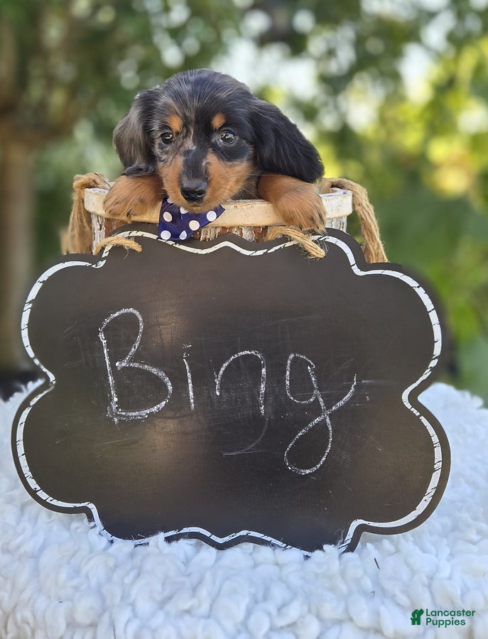 Miniature Dachshund dogs Bingo - Ad 2