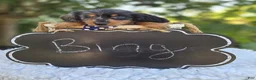 Miniature Dachshund dogs for sale: Bingo - Ad 2