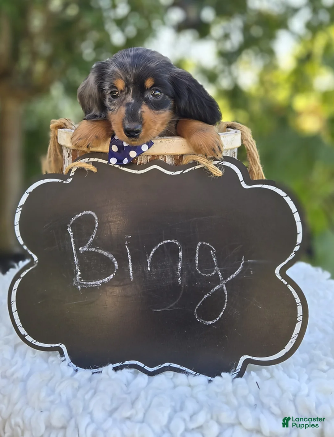 Miniature Dachshund dogs for sale: Bingo - Ad 2