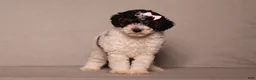 Miniature Poodle dogs for sale: Avery - Ad 1