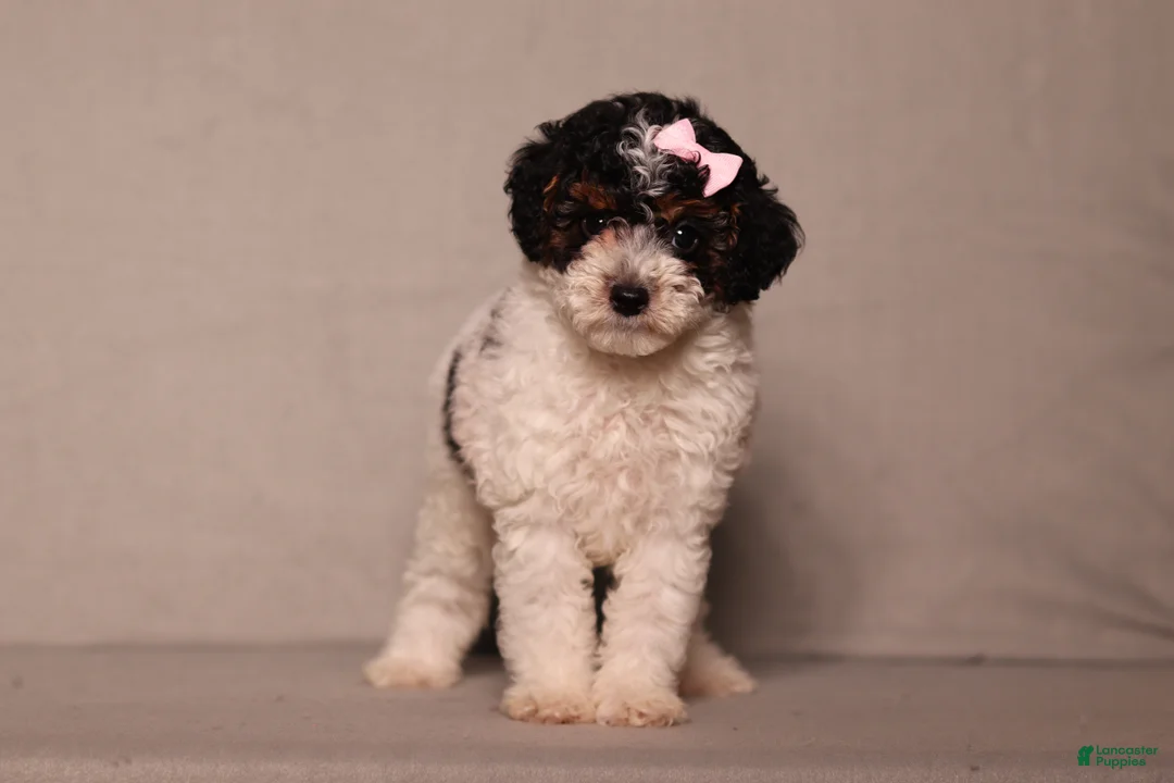 Miniature Poodle dogs for sale: Avery - Ad 1