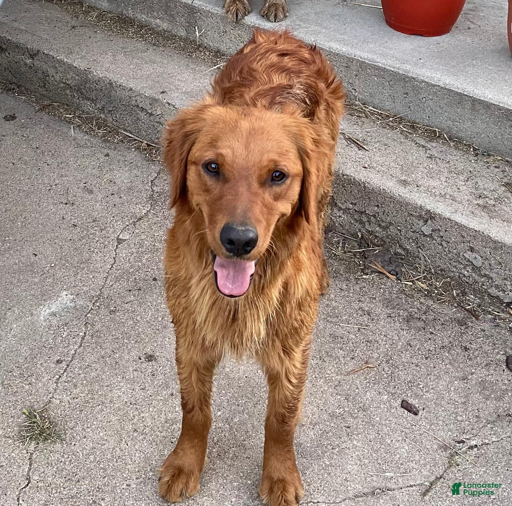 Golden Retriever dogs Golden Retriever 2 (Orange) - Ad 2