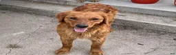Golden Retriever dogs for sale: Golden Retriever 1 (Red) - Ad 2