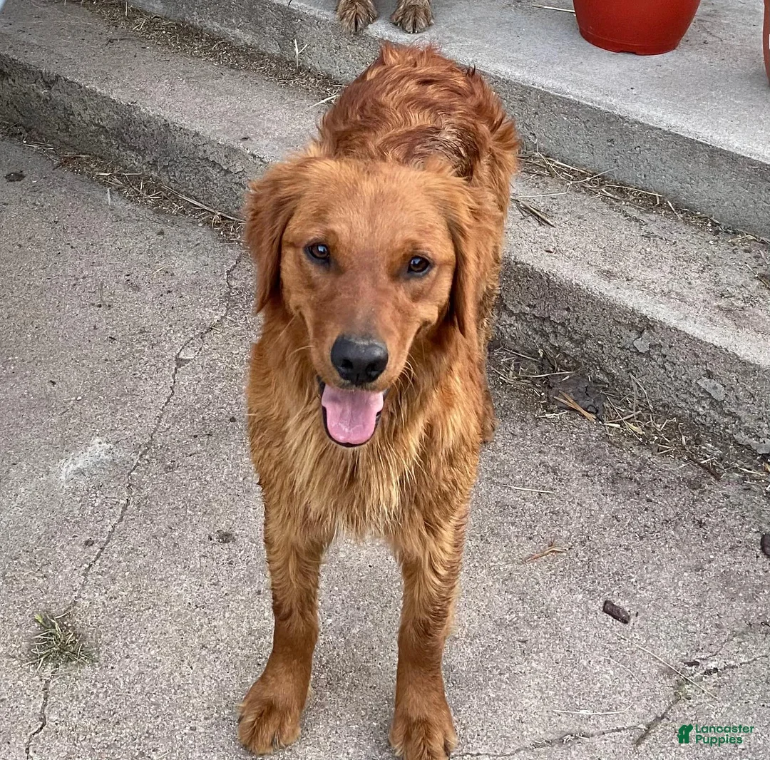 Golden Retriever dogs for sale: Golden Retriever 1 (Red) - Ad 2