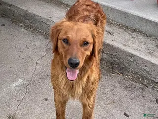 Golden Retriever dogs Golden Retriever 1 (Red) - Ad 2
