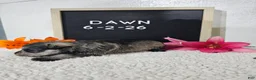 Miniature Schnauzer dogs for sale: Dawn - Ad 9