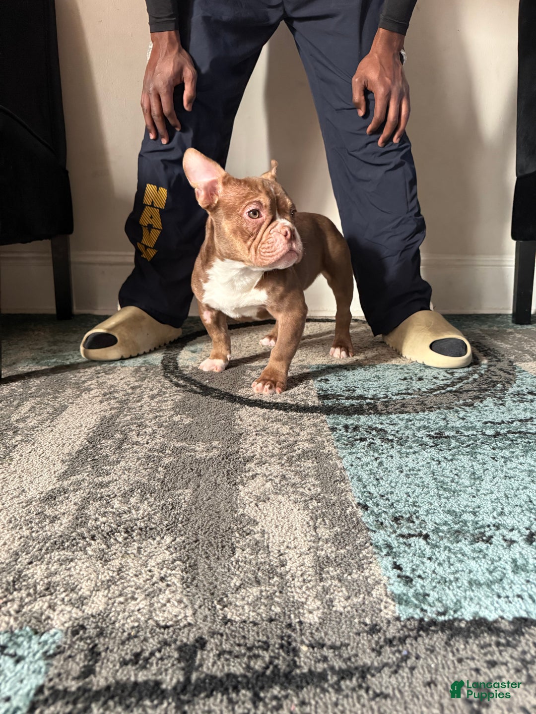 American Bully dogs for sale: American Bully Puppy 3 - Ad 3