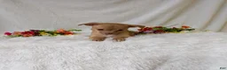 Chihuahua dogs for sale: Timmy - Ad 3