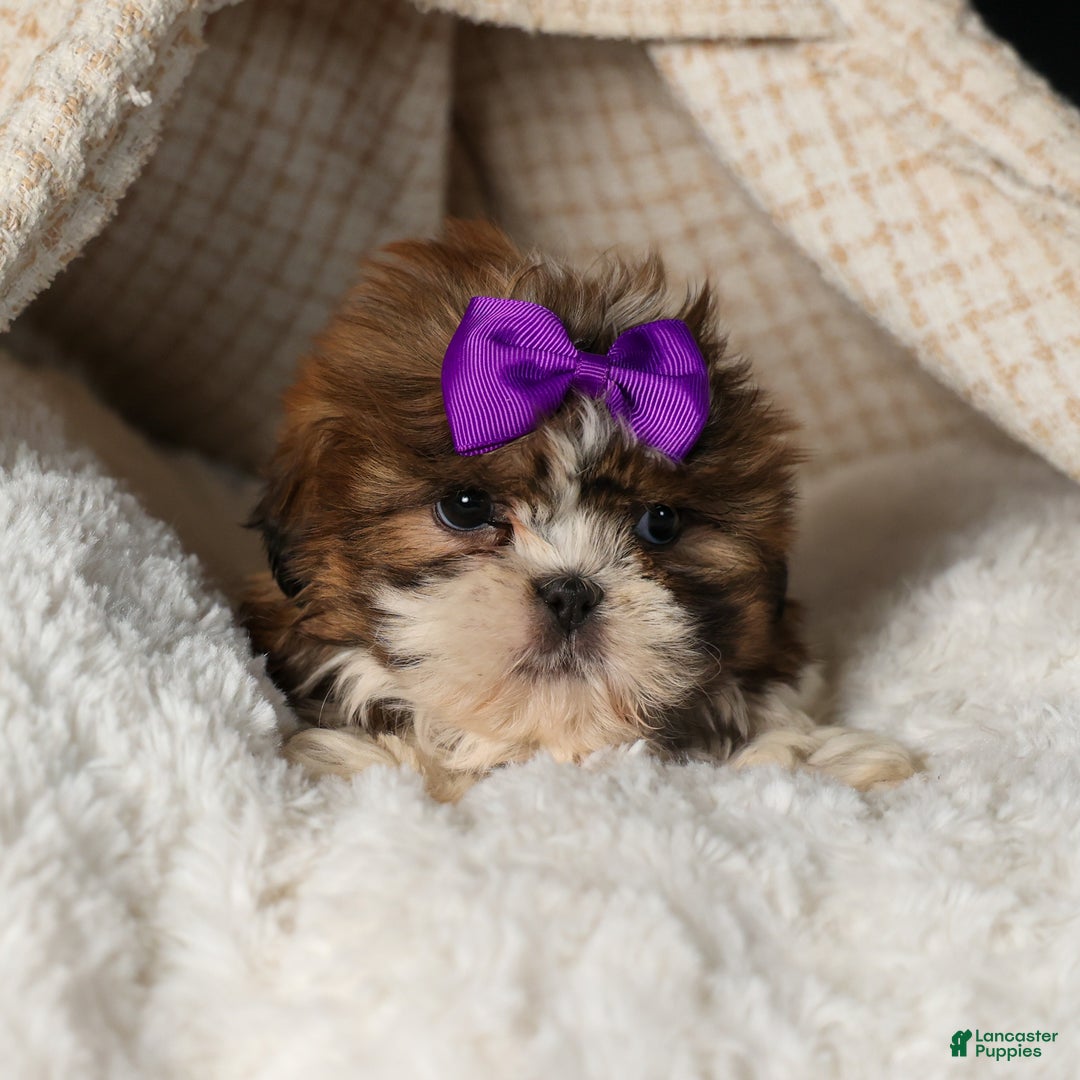 Shih Tzu dogs for sale: RUBY - Ad 4