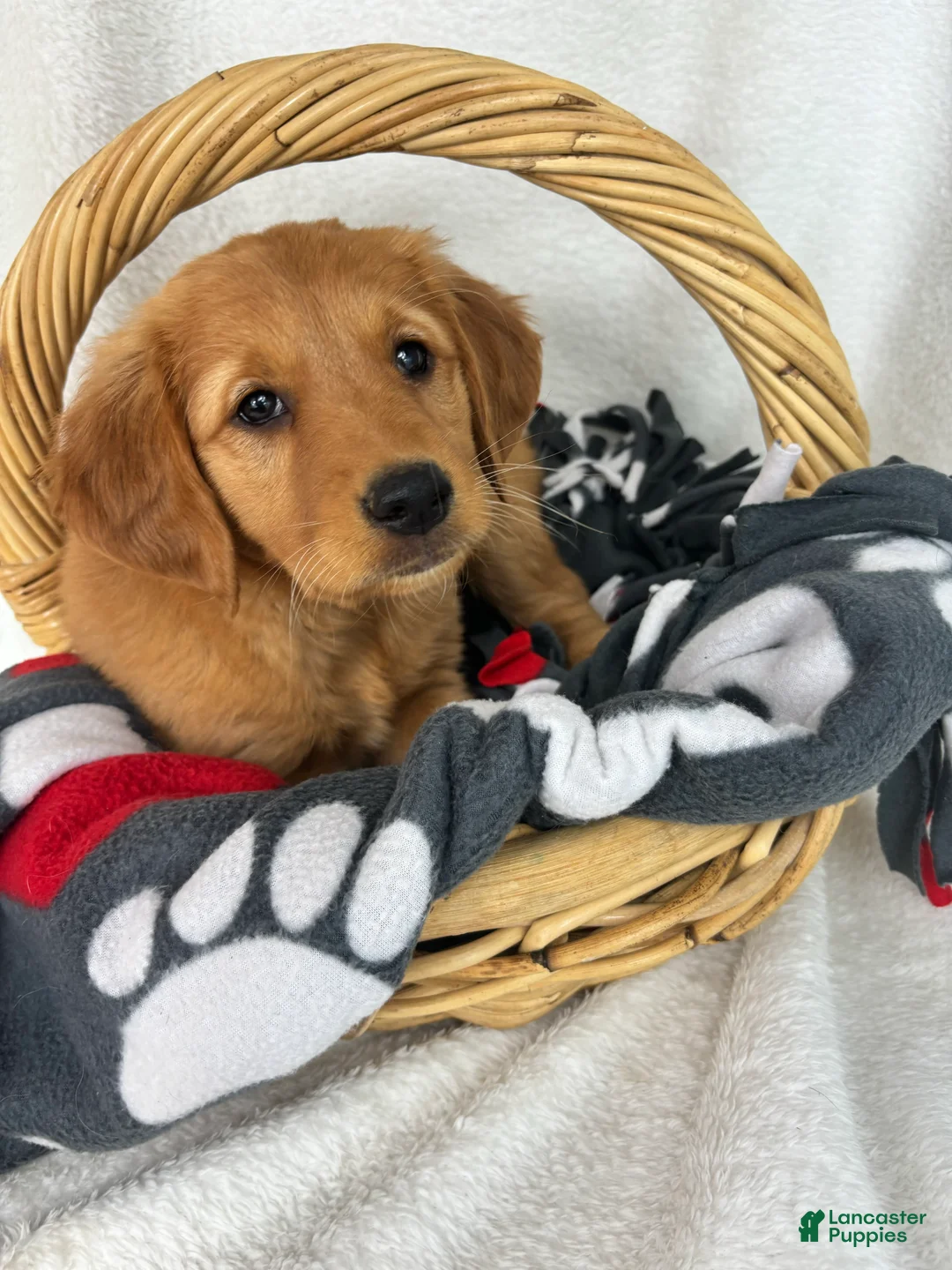 Golden Retriever dogs for sale: Gigi - Ad 2