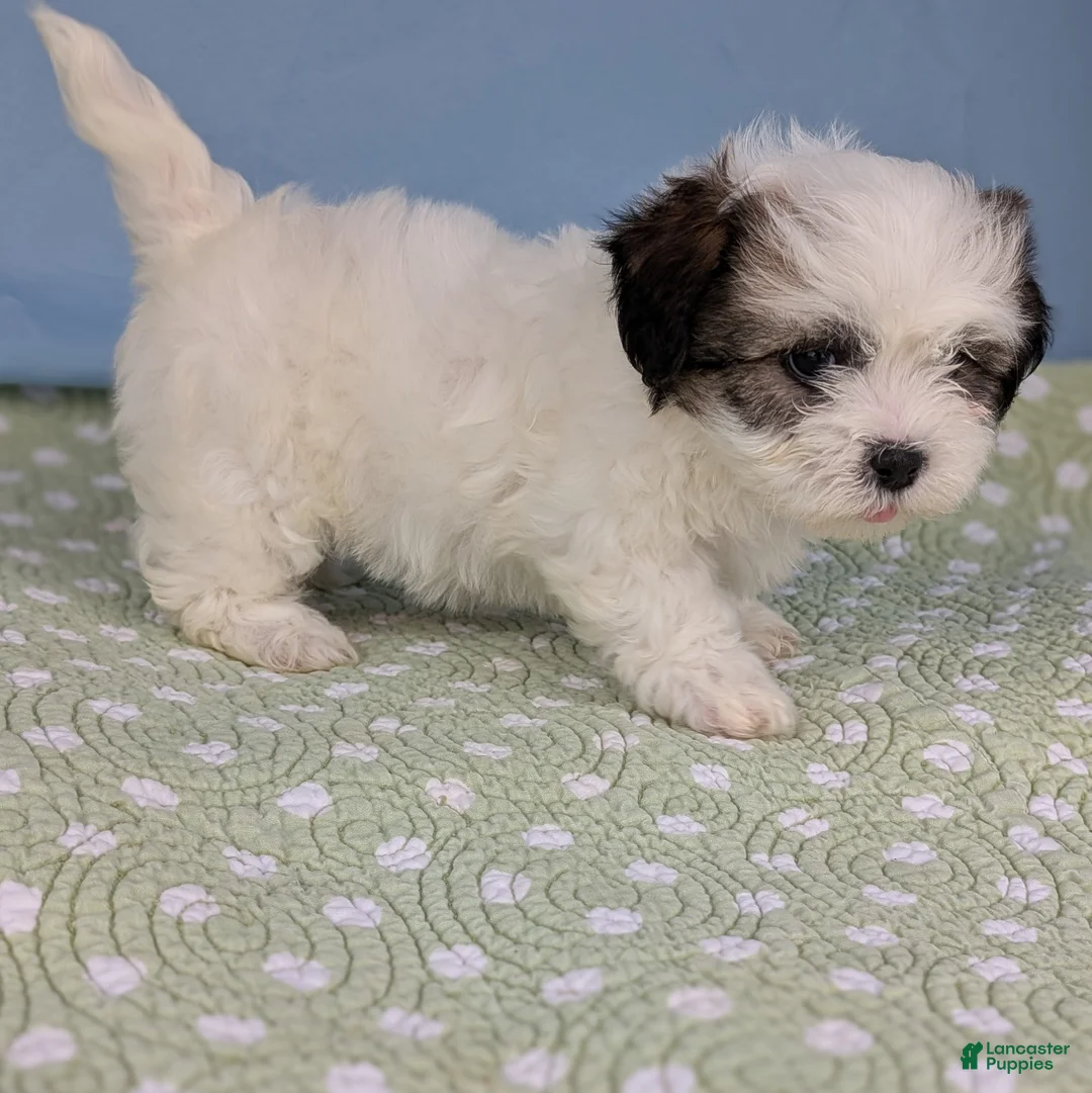 Teddy Bear dogs for sale: Vicious Biscuit - Ad 11