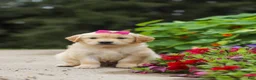 Golden Retriever dogs for sale: Bonnie - Ad 10