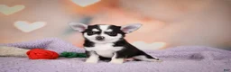 Chihuahua dogs for sale: MARY JO - Ad 12