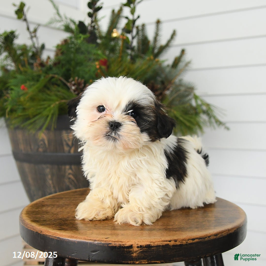 Shih Tzu dogs for sale: Mickey - Ad 2
