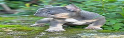 French Bulldog dogs for stud: Titan  - Ad 3