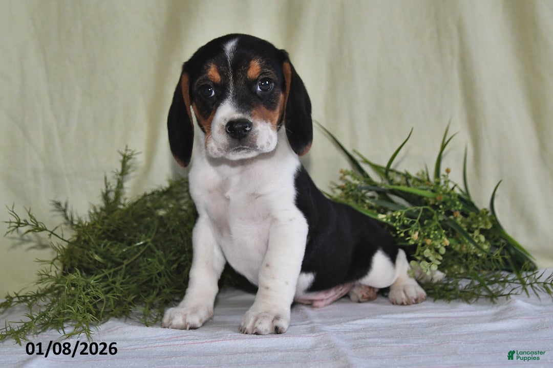Beagle dogs for sale: Logan - Ad 4