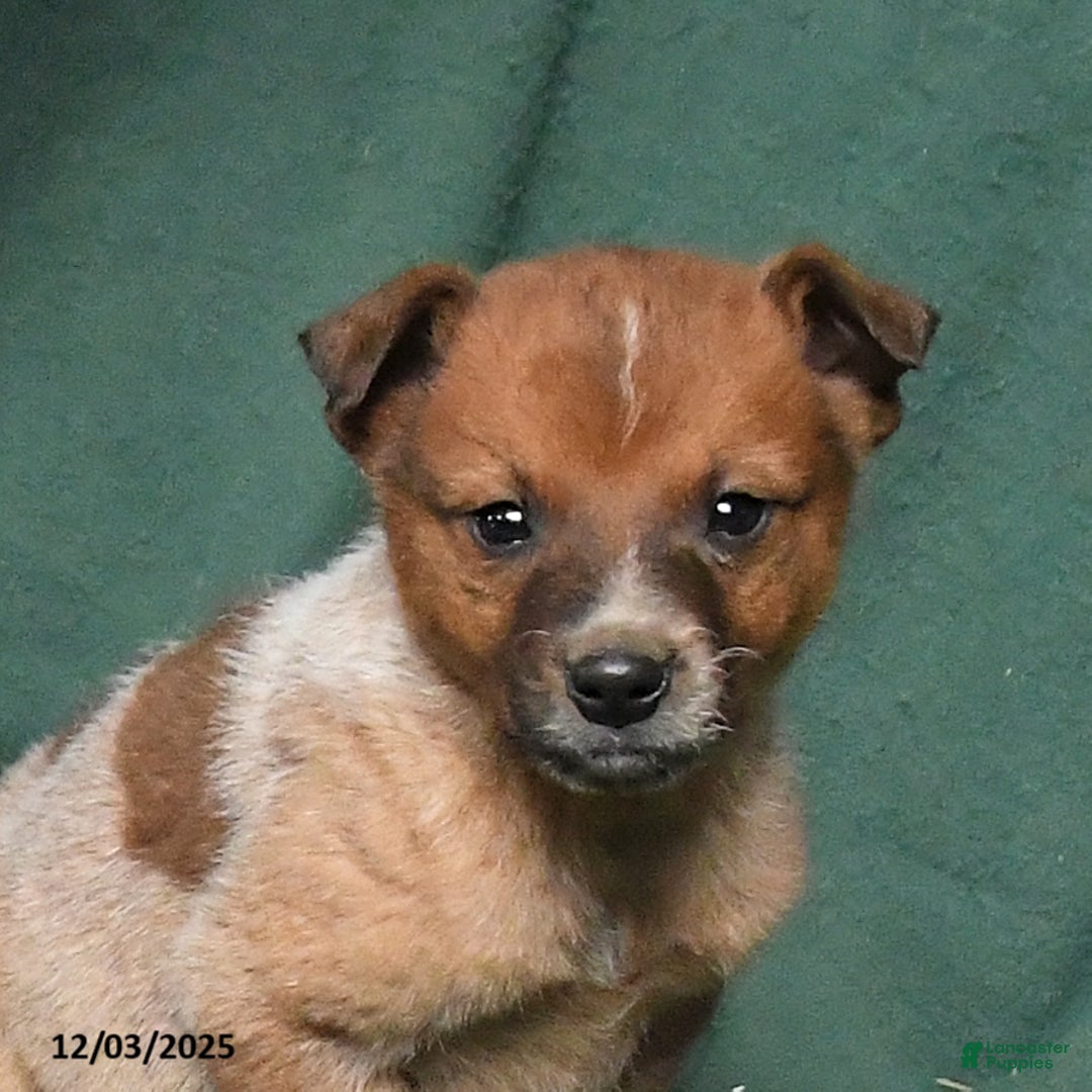 Australian Cattle Dog dogs for sale: Ozzie - Ad 2