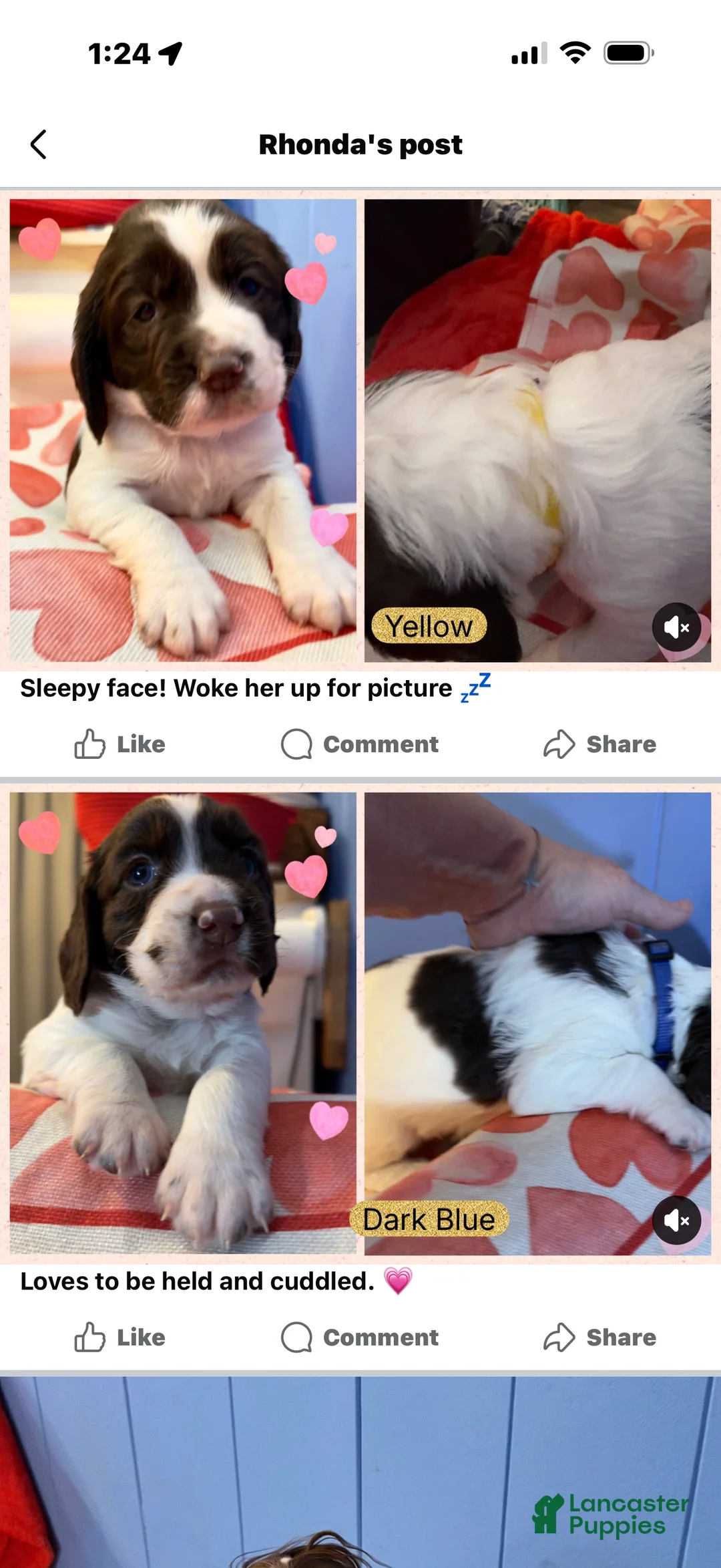 English Springer Spaniel dogs for sale: English Springer Spaniel Puppy 3 - Ad 1