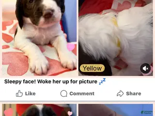 English Springer Spaniel dogs English Springer Spaniel Puppy 3 - Ad 17