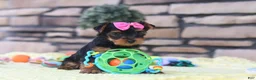 Yorkshire Terrier dogs for sale: Lucy - Ad 9