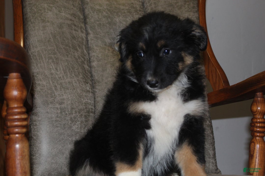 Australian Shepherd dogs for sale: Tootsie - Ad 3