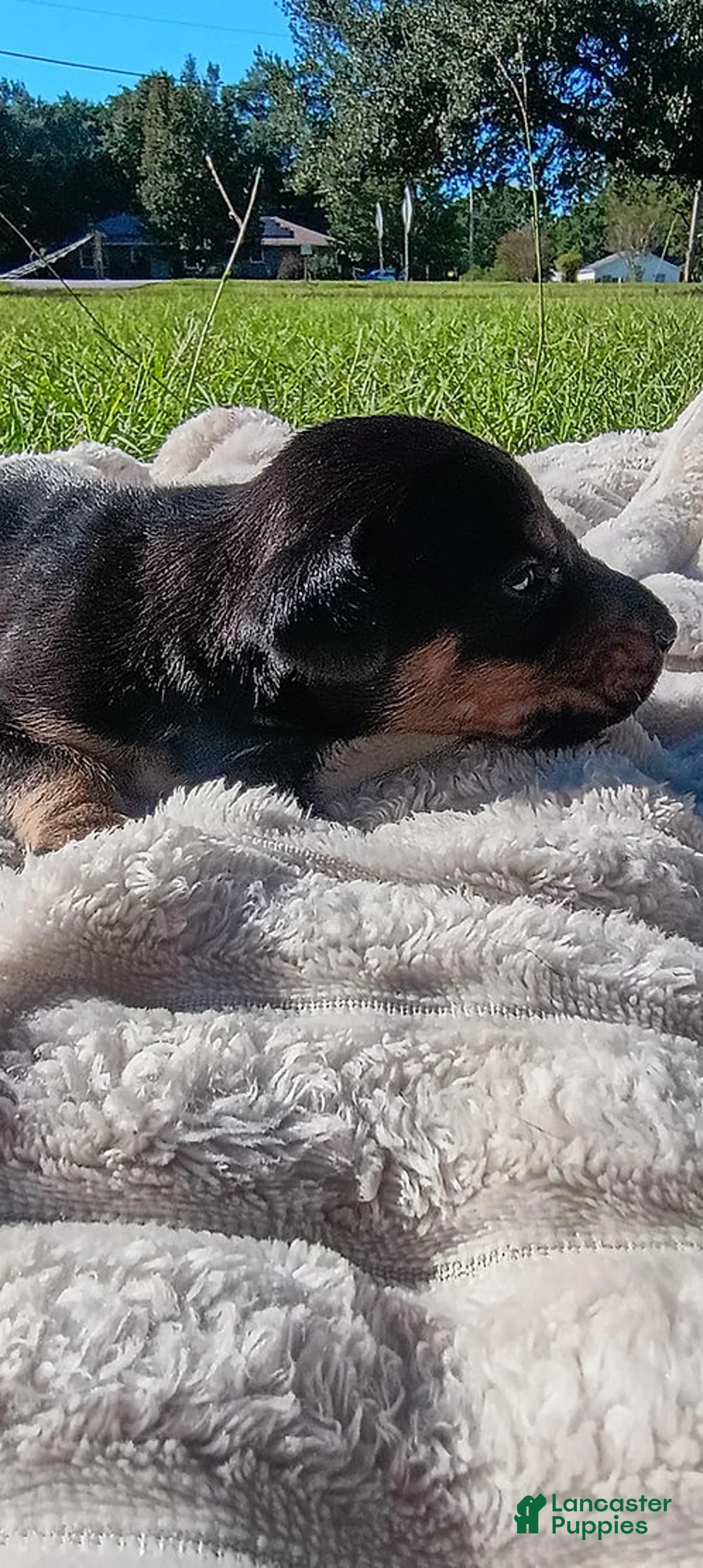 Doberman Pinscher dogs for sale: Hamilton - Ad 2